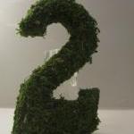 Moss Covered Ta..